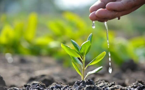 Islamabad Launches Tree Plantation Campaign Islamabad Launches Tree Plantation Campaign