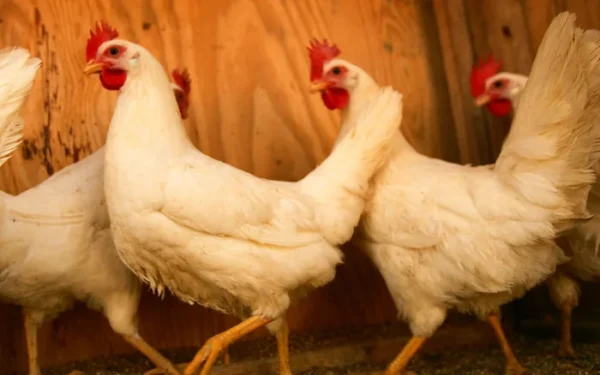 Delaware Uses Chickens to Detect Early West Nile Virus Delaware Uses Chickens to Detect Early West Nile Virus