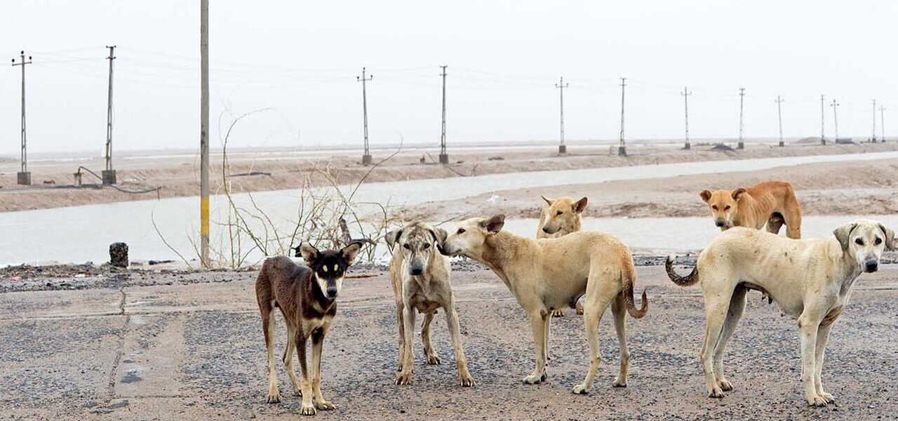 Islamabad High Court Petition Filed Over Stray Dog Culling Ban Violations Islamabad High Court Petition Filed Over Stray Dog Culling Ban Violations