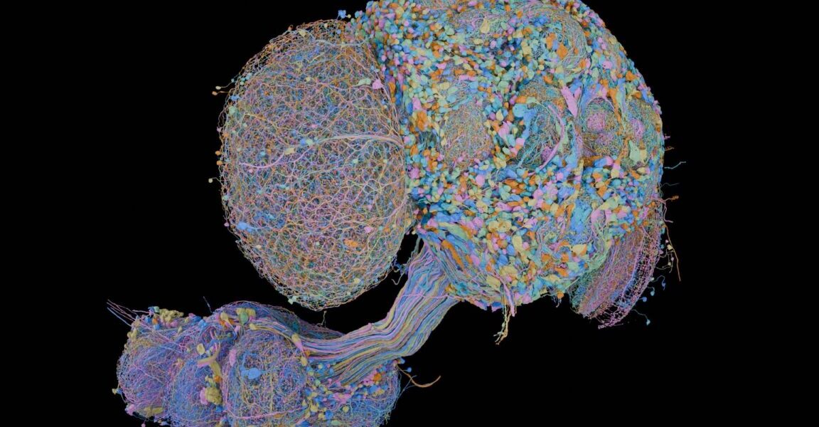 Complete map of male fruit fly brain completed Complete map of male fruit fly brain completed