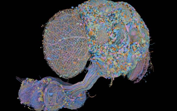 Complete map of male fruit fly brain completed Complete map of male fruit fly brain completed