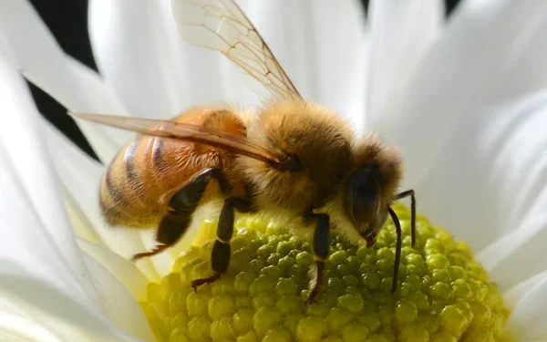 Over 800,000 Bees Stolen in Queensland Bee Theft Over 800,000 Bees Stolen in Queensland Bee Theft