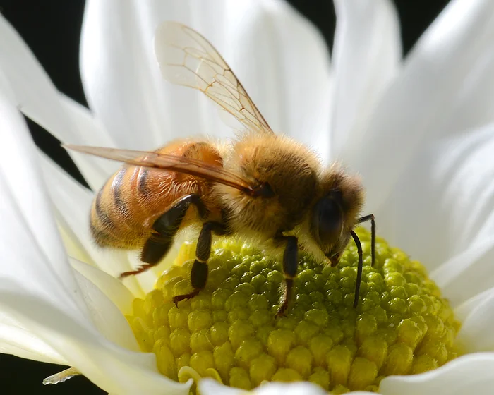 Over 800,000 Bees Stolen in Queensland Bee Theft Over 800,000 Bees Stolen in Queensland Bee Theft