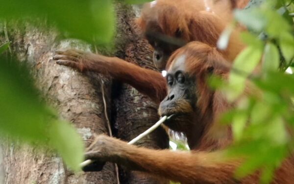 Orangutans Learn Broad Diets Through Social Observation Orangutans Learn Broad Diets Through Social Observation