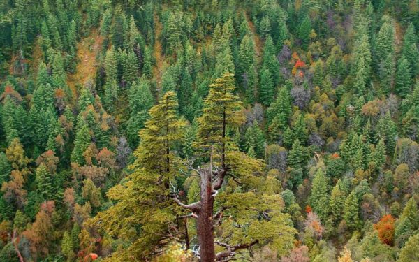 Punjab Forest Department Recovers Rs 9 Billion Worth of Land Punjab Forest Department Recovers Rs 9 Billion Worth of Land