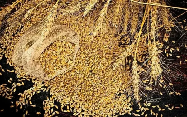 TCP Finalises Deals for Wheat Import to Meet Domestic Demand