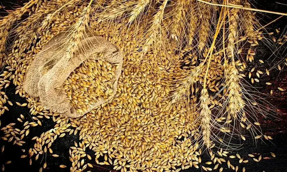 TCP Finalises Deals for Wheat Import to Meet Domestic Demand TCP Finalises Deals for Wheat Import to Meet Domestic Demand