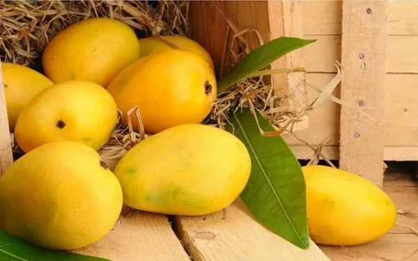 SE Fruits and Vegetable Ltd’s IPO hits Rs40 per share strike price SE Fruits and Vegetable Ltd’s IPO hits Rs40 per share strike price
