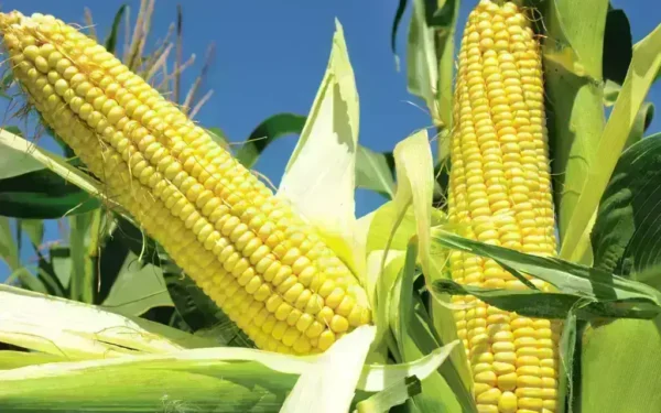 Chicago Corn Prices Rise Amid Supply Concerns Chicago Corn Prices Rise Amid Supply Concerns