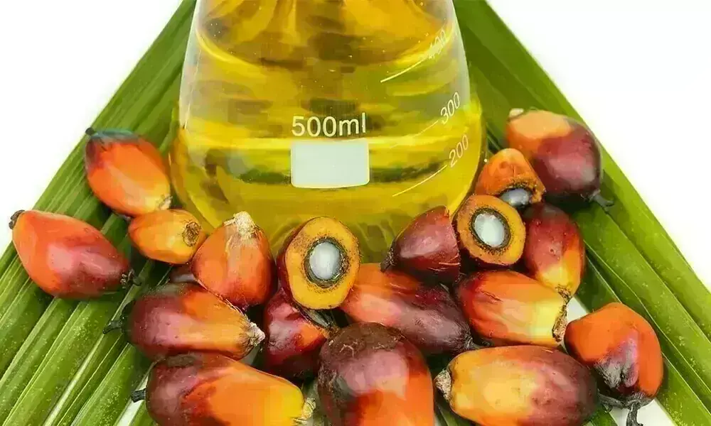 Palm oil futures rise on El Niño concerns