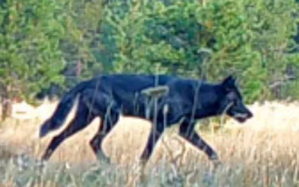 Rare Gray Wolf Sighted in Mendocino National Forest Rare Gray Wolf Sighted in Mendocino National Forest