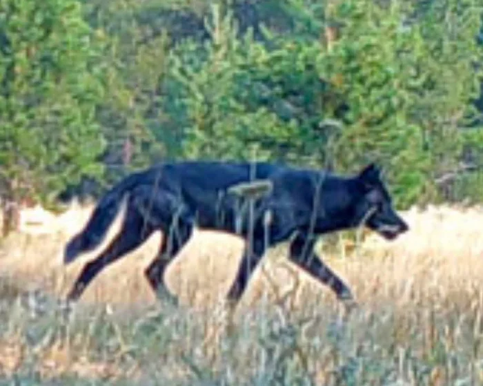 Rare Gray Wolf Sighted in Mendocino National Forest