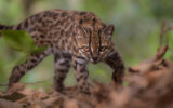 New wild cat species discovered in Bolivia