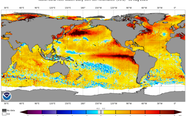 El Niño now stronger than in last 1,000 years El Niño now stronger than in last 1,000 years
