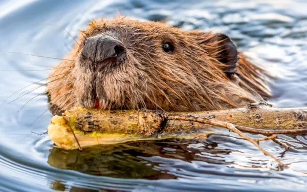 Rabies concerns rise after animal attacks in US