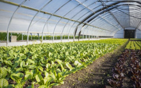Modern farming and tunnel technology key to combat climate change Modern farming and tunnel technology key to combat climate change