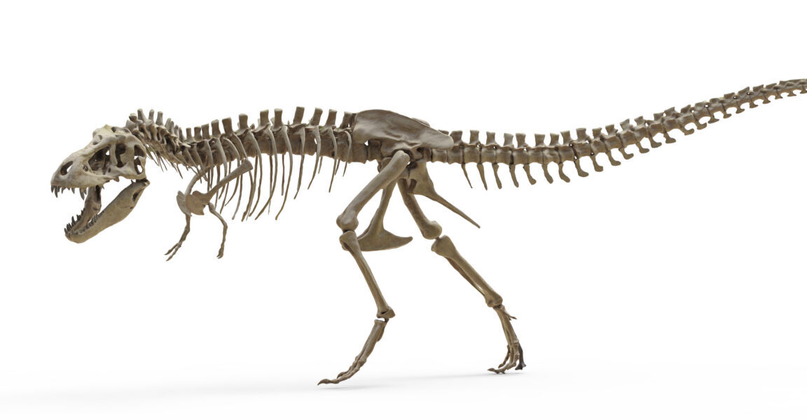 T. rex teeth reveal dinosaur was warm-blooded like elephants T. rex teeth reveal dinosaur was warm-blooded like elephants