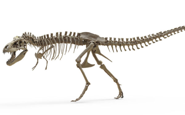 T. rex teeth reveal dinosaur was warm-blooded like elephants