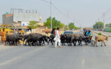 Buffaloes and cattle disrupt traffic on busy road