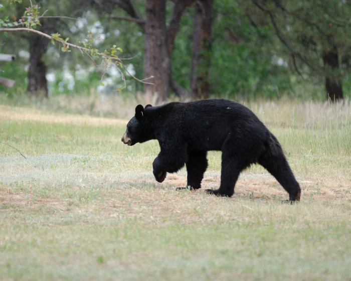 Teen and Camper Injured in Record-Breaking Bear Attacks in Colorado Teen and Camper Injured in Record-Breaking Bear Attacks in Colorado