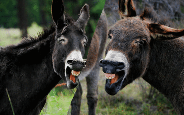 ECC Approves Donkey Exports from Gwadar ECC Approves Donkey Exports from Gwadar