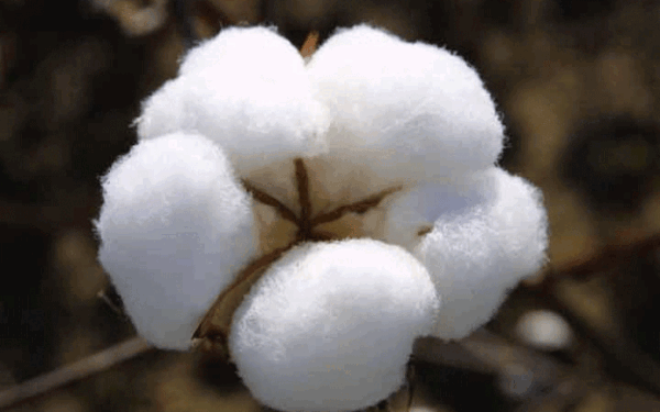 Cotton Seed Quality Pivotal in Pakistan’s Revival Cotton Seed Quality Pivotal in Pakistan’s Revival