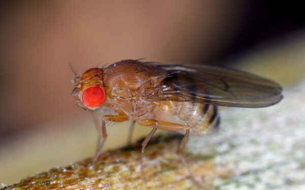 Fruit flies’ diet in infancy affects their lifespan