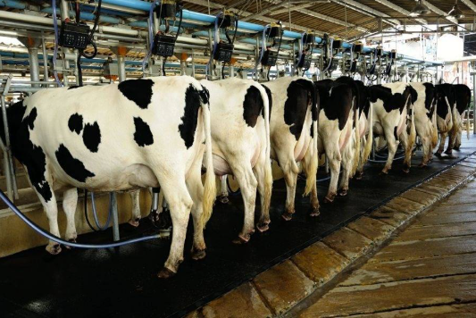 Chinese dairy firm’s success story could boost Pakistan’s milk industry Chinese dairy firm’s success story could boost Pakistan’s milk industry