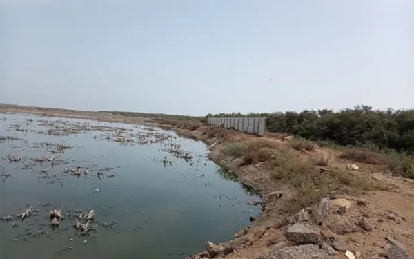 Illegal mangrove cutting threatens Karachi’s coastal environment