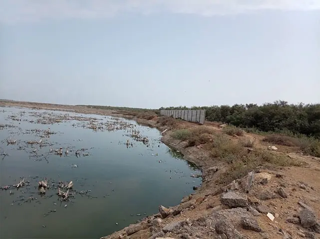 Illegal mangrove cutting threatens Karachi’s coastal environment Illegal mangrove cutting threatens Karachi’s coastal environment