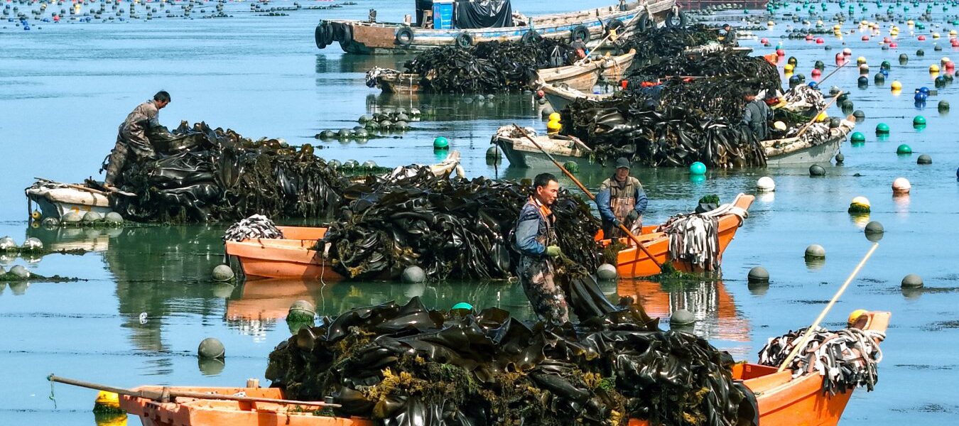 Seaweed cultivation not a viable climate solution, study finds Seaweed cultivation not a viable climate solution, study finds