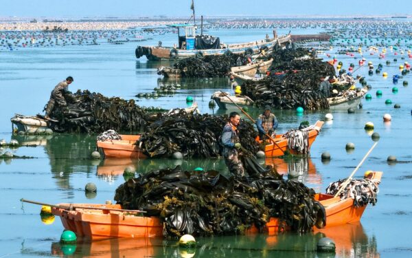 Seaweed cultivation not a viable climate solution, study finds Seaweed cultivation not a viable climate solution, study finds