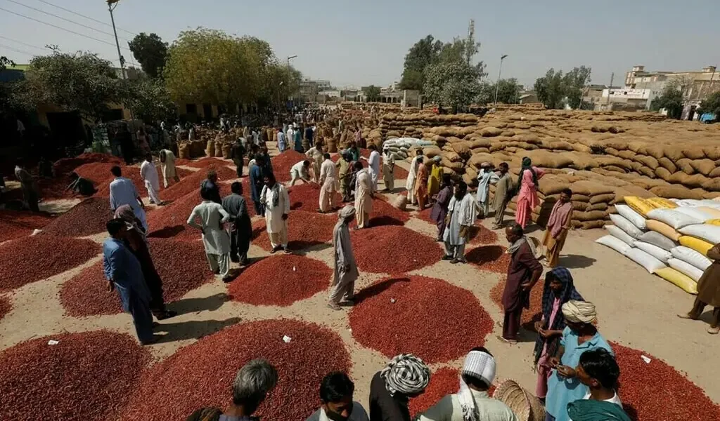 FACE launches initiative to improve chili quality for exports FACE launches initiative to improve chili quality for exports