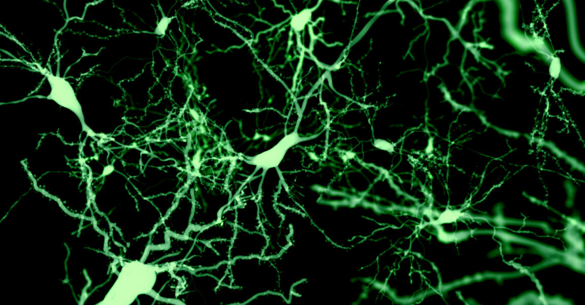 Cortical Cells Identified as Key to Inducing Sleep