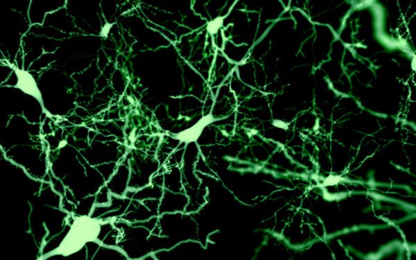 Cortical Cells Identified as Key to Inducing Sleep Cortical Cells Identified as Key to Inducing Sleep