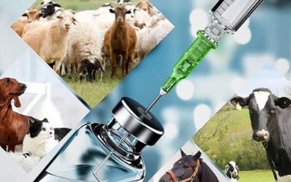 Punjab Alerts on Spurious Veterinary Medicine Batch Punjab Alerts on Spurious Veterinary Medicine Batch
