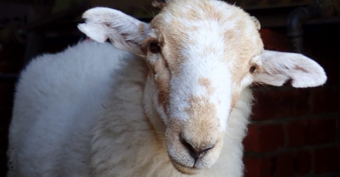Medieval manuscripts reveal ancient sheeppox virus Medieval manuscripts reveal ancient sheeppox virus