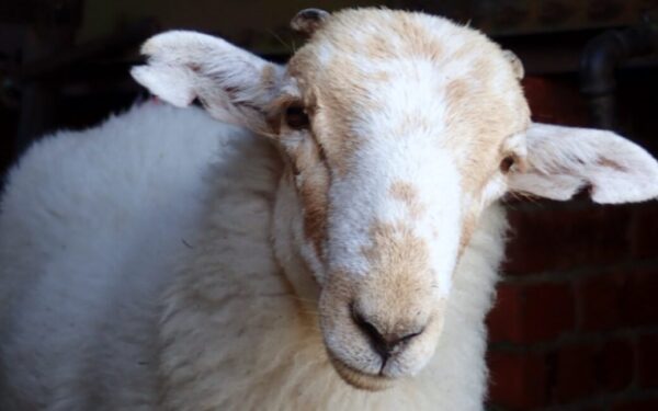 Medieval manuscripts reveal ancient sheeppox virus Medieval manuscripts reveal ancient sheeppox virus