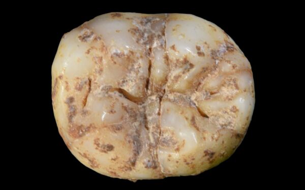 Ancient Denisovan Tools Unearthed in Chinese Cave Ancient Denisovan Tools Unearthed in Chinese Cave