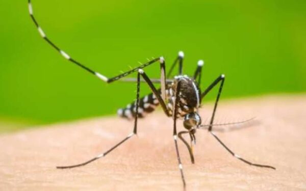Rawalpindi Sees Increase in Dengue Cases