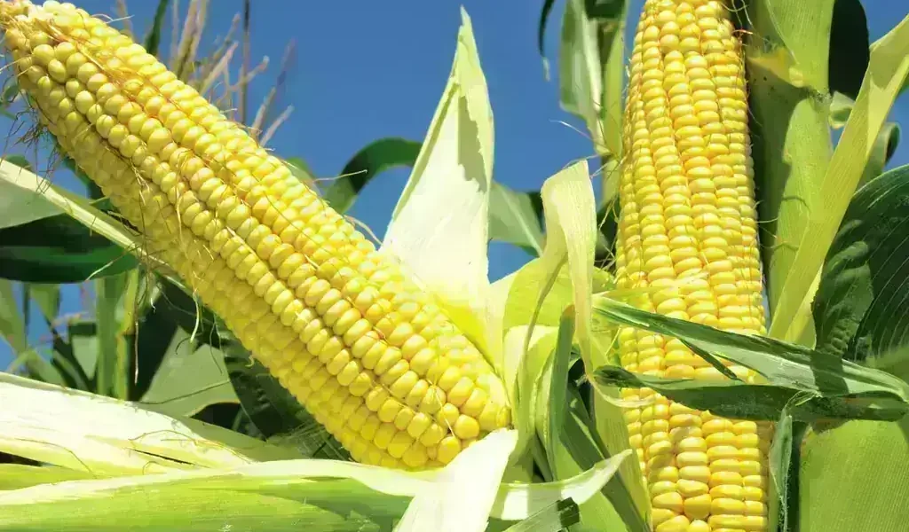 Corn and soybeans fall as dry weather accelerates US harvest