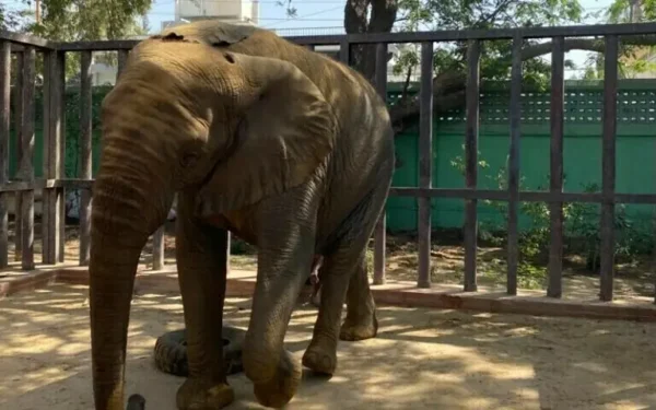 Sri Lankan vet returns amid concerns over Madhubala’s health Sri Lankan vet returns amid concerns over Madhubala’s health
