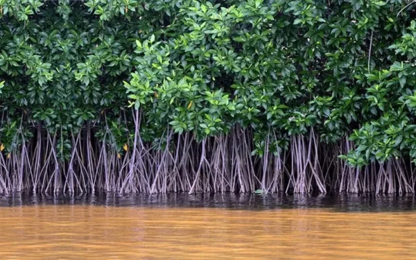 Karachi’s Mangroves Disappearing: A Warning for Coastal Security Karachi’s Mangroves Disappearing: A Warning for Coastal Security