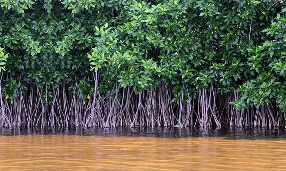 Karachi’s Mangroves Disappearing: A Warning for Coastal Security Karachi’s Mangroves Disappearing: A Warning for Coastal Security