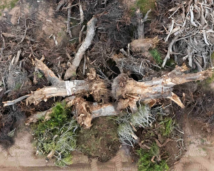 Ancient Cottonwood Tree Destroyed for Trump’s Border Wall