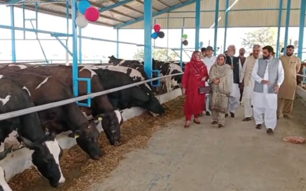 Vehari Woman Expands Dairy Farm to Over 300 Cows Vehari Woman Expands Dairy Farm to Over 300 Cows
