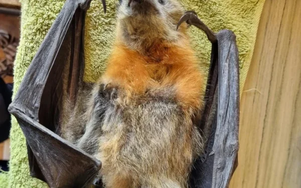 Flying Foxes Face Mass Starvation in NSW and Victoria