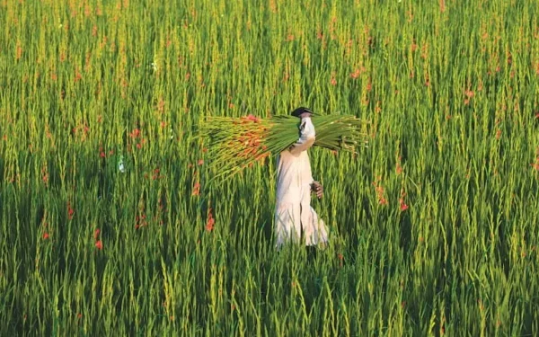 Farming Body Demands Increased Budget for Agriculture Sector Farming Body Demands Increased Budget for Agriculture Sector