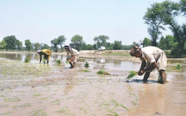 Punjab Government Lifts Ban on Early Rice Cultivation Despite Recommendations Punjab Government Lifts Ban on Early Rice Cultivation Despite Recommendations