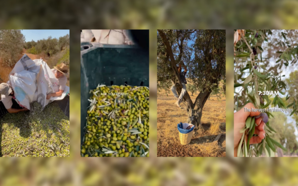 Israeli settlers target Palestinian olive groves amid harvest